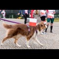  Z okazji Dnia Flagi ulicami Katowic przebiegli uczestnicy Biegu Bohaterów. fot. Tomasz Żak / UMWS 