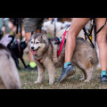  Pucharu Polski w Dogtrekkingu:. fot. Tomasz Żak / UMWS 