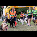  Pucharu Polski w Dogtrekkingu:. fot. Tomasz Żak / UMWS 