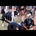  Pucharu Polski w Dogtrekkingu:. fot. Tomasz Żak / UMWS 