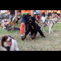  Pucharu Polski w Dogtrekkingu:. fot. Tomasz Żak / UMWS 