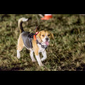  Pucharu Polski w Dogtrekkingu:. fot. Tomasz Żak / UMWS 