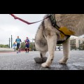  XI Silesia Marathon / fot. Tomasz Żak / UMWS 